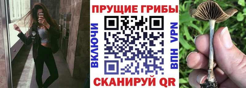 Галлюциногенные грибы Psilocybe  Кирово-Чепецк 